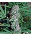 Caribe fem. Cannabiogen