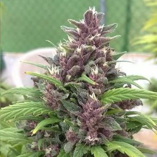 Pakistan Chitral Kush fem. Cannabiogen