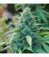 Panama fem. Cannabiogen