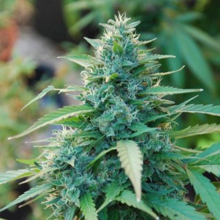 Panama fem. Cannabiogen