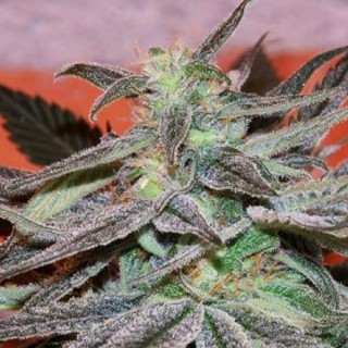 Panama DC fem. Cannabiogen