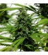 Purple Mexican fem. Cannabiogen