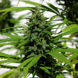 Purple Mexican fem. Cannabiogen