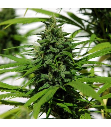 Purple Mexican fem. Cannabiogen