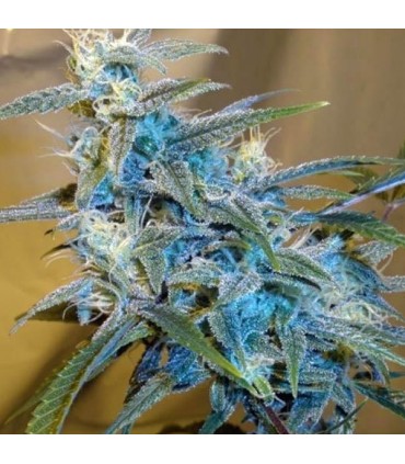 Sugarloaf fem. Cannabiogen