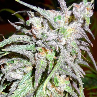 Destroyer fem. Cannabiogen