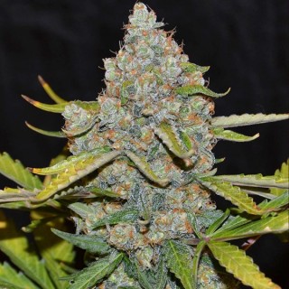 Auto CBG  5 u. fem. Cannabiogen