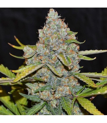 Auto CBG  5 u. fem. Cannabiogen