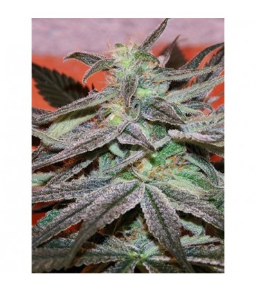 Panama DC  5 u. fem. Cannabiogen