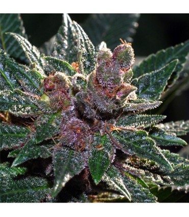 Pakistan Chitral Kush  5 u. fem. Cannabiogen