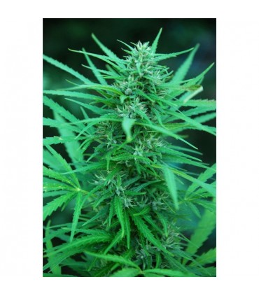 Panama  5 u. fem. Cannabiogen