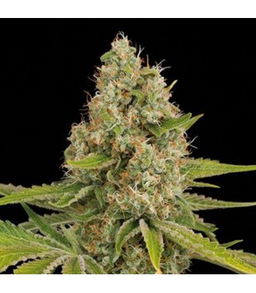 Og Kush 100 u. fem. Dinafem