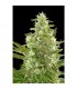 Auto Critical + 2.0 - 100 u. fem. Dinafem