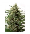 Auto Moby Dick XXL 100 u. fem. Dinafem