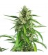 Auto White Widow XXL 100 u. fem. Dinafem