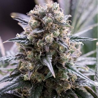 Quick Dinamed CBD fem. Dinafem