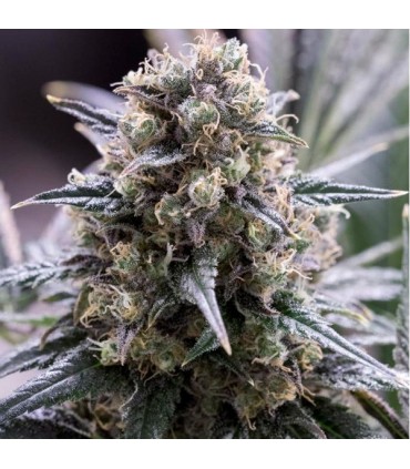 Quick Dinamed CBD fem. Dinafem