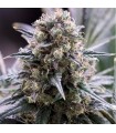 Quick Dinamed CBD  5 u. fem. Dinafem