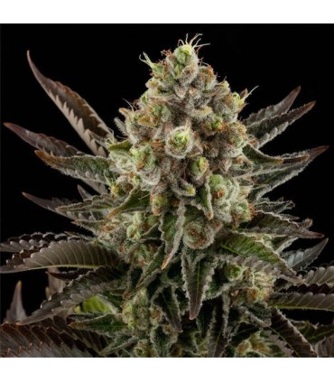 White Widow 10 u. fem. Dinafem