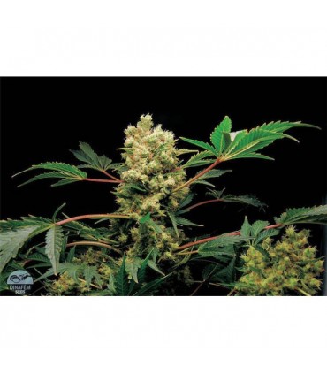 Power Kush 10 u. fem. Dinafem