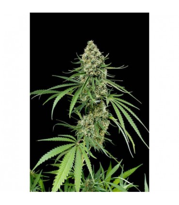 Critical + 10 u. fem. Dinafem