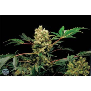 Power Kush  5 u.  fem. Dinafem
