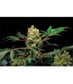 Power Kush  5 u.  fem. Dinafem