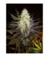 Blue Widow  5 u. fem. Dinafem