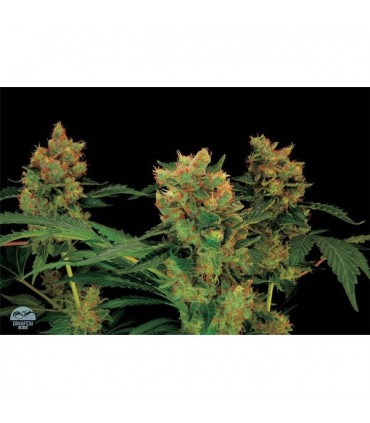 Blue Hash  5 u.  fem. Dinafem