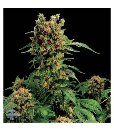 California Hash Plant  5 u.  fem. Dinafem