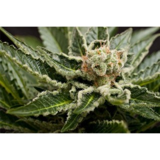 Shark Attack  5 u. fem. Dinafem