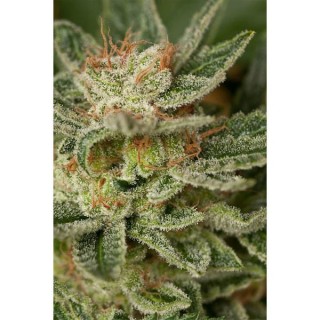 Moby Dick    5 u. fem. Dinafem