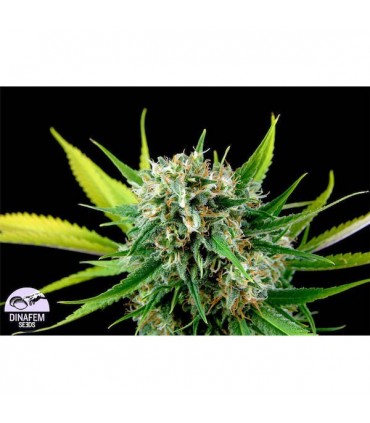 Royale Haze  5 u. fem. Dinafem