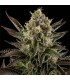 White Widow  3 u. fem. Dinafem