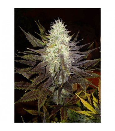 Blue Widow  3 u. fem. Dinafem