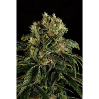 Santa Sativa  3 u. fem. Dinafem