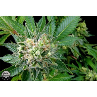 Diesel  3 u. fem. Dinafem