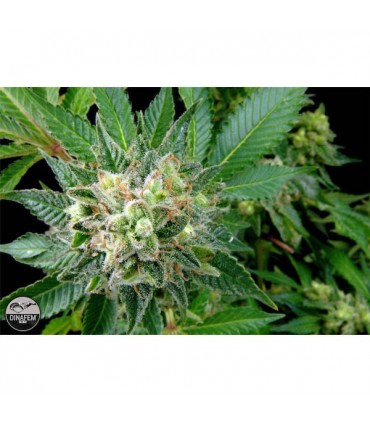 Diesel  3 u. fem. Dinafem