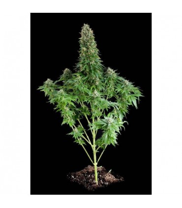 White Siberian  5 u. fem. Dinafem