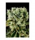 Moby Dick N2 -  5 u. fem. Dinafem