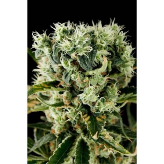 Moby Dick N2 -  5 u. fem. Dinafem