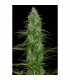 Critical Jack  5 u. fem. Dinafem
