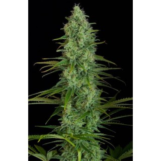 Critical Jack  5 u. fem. Dinafem
