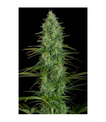 Critical Jack  5 u. fem. Dinafem