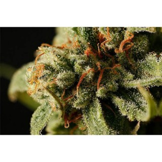 Sweet Deep Grapefruit 10 u. fem. Dinafem