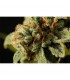 Sweet Deep Grapefruit  3 u. fem. Dinafem
