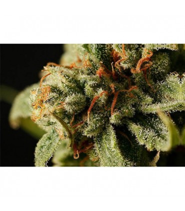 Sweet Deep Grapefruit  3 u. fem. Dinafem