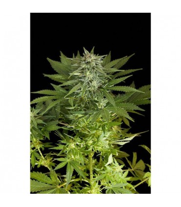 Auto Fruit 10 u. fem. Dinafem