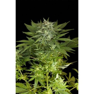 Auto Fruit  5 u. fem. Dinafem