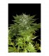 Auto Fruit  3 u. fem. Dinafem